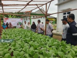 Memberdayakan Kelompok Perempuan Pesisir untuk Mendukung Ketahanan Pangan, PT Timah Gandeng Kelompok Lanjut Bestari Tanam Sayuran